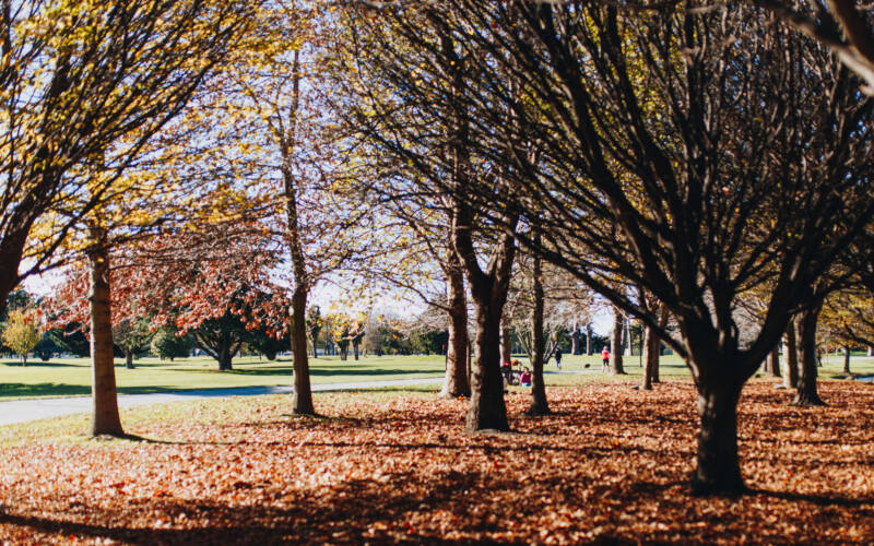 TGH_Autumn colours in Hagley Park